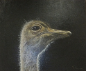 struisvogel, schilderij