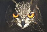 owl, painting