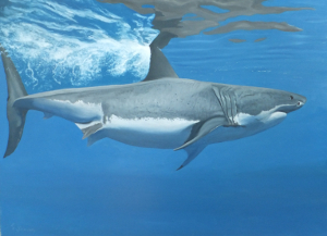  shark , painting