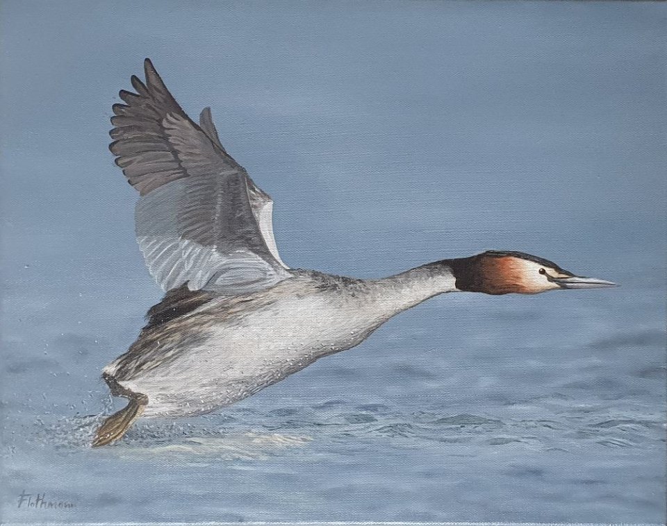Great Crested Grebe