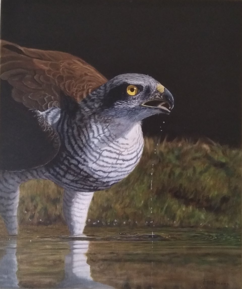 Hawk