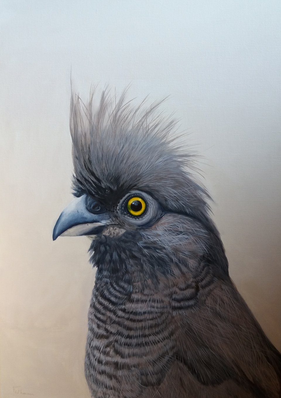 Yellow eye bird